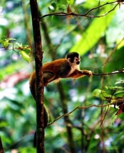 Squirrel monkey Costa Rica, photo by Titi Conservation Alliance