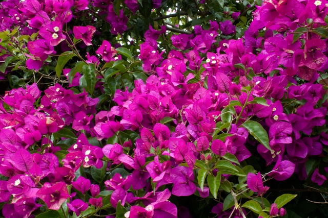 Bougainvillea