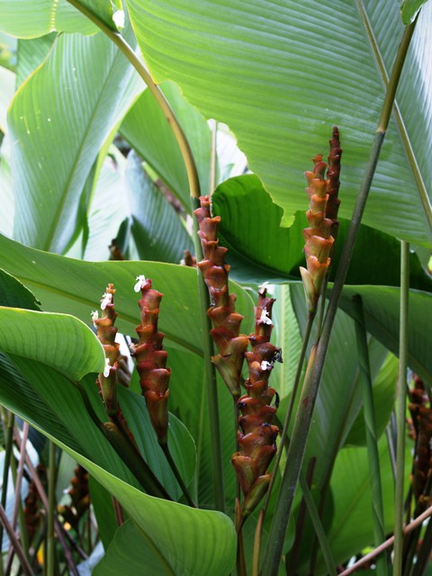 Calathea lutea