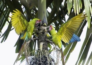 Great Green Macaws at Maquenque Lodge
