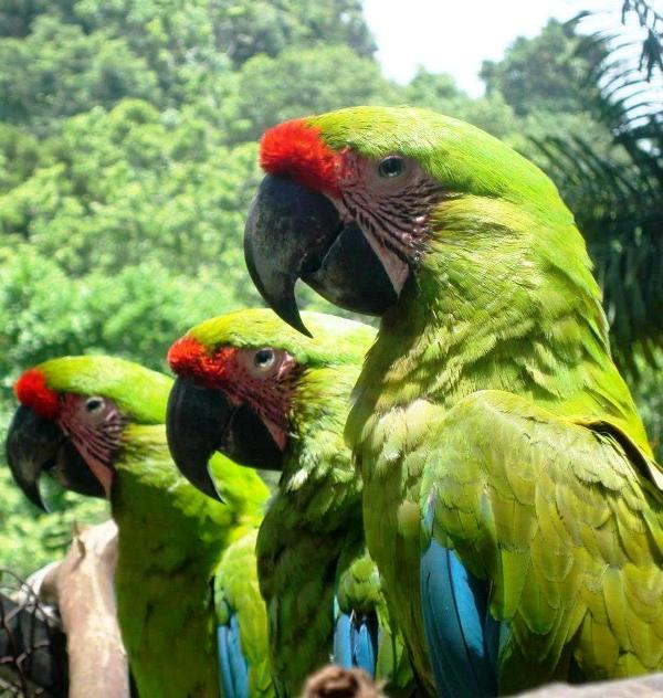 Great Green Macaws, image by ARA Project