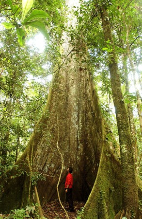 Kapok tree