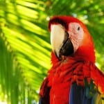 Scarlet Macaw at Playa Nicuesa Rainforest Lodge