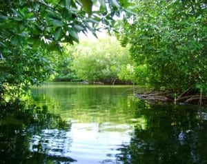 Tamarindo Estuary mangroves