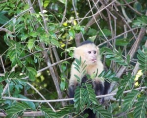 Tamarindo Wildlife Refuge white-faced monkey