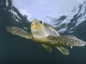 Turtle - olive ridley swmming