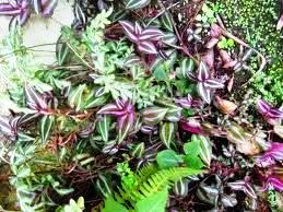 Wandering Jew plant