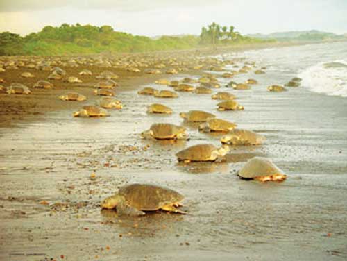 Green sea turtles nesting at Tortuguero
