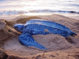Leatherback sea turtle, image by Sea Turtle Conservancy
