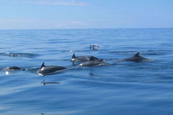 Samara Beach dolphin tour