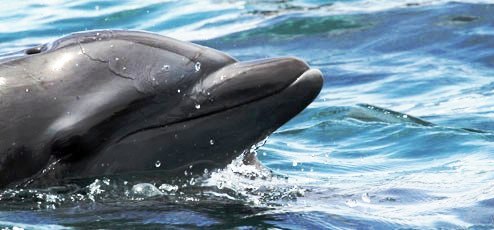 Bottlenose Dolphin, Golfo Dulce, photo by Earthwatch