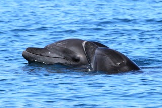 Bottlenose Dolphins in Costa Rica, photo by CEIC