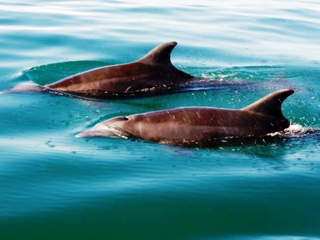 Dolphins in Golfo Dulce Costa Rica