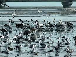 Panama Bay is refuge for shore birds