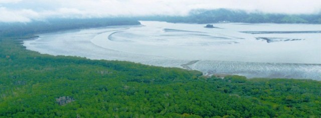 Panama Bay mangroves