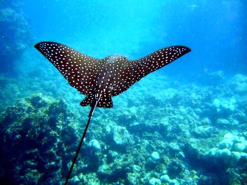 Spotted eagle ray in Costa Rica
