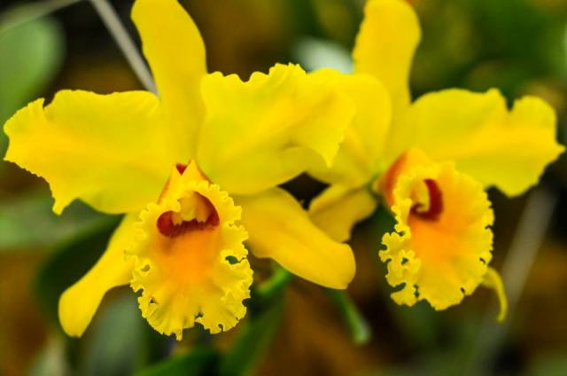 Orchids at Else Kientzler Botanical Gardens Costa Rica
