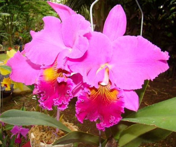 Costa Rica Orchids