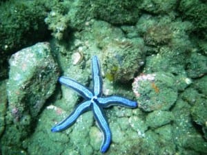 Snorkeling Golfo Dulce at Playa Nicuesa