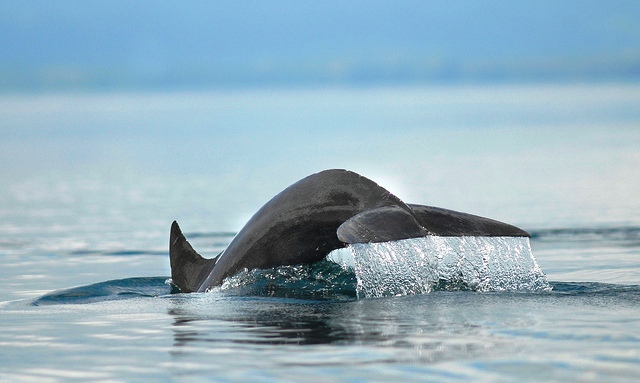 Snorkeling with dolphins in Golfo Dulce