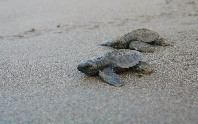 Turtle babies at Matapalo Beach
