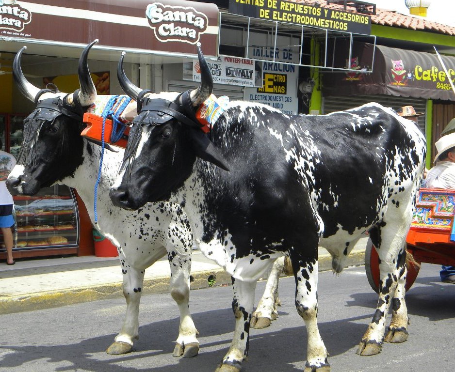 Atenas Costa Rica Oxcart Parade, image by Shannon Farley