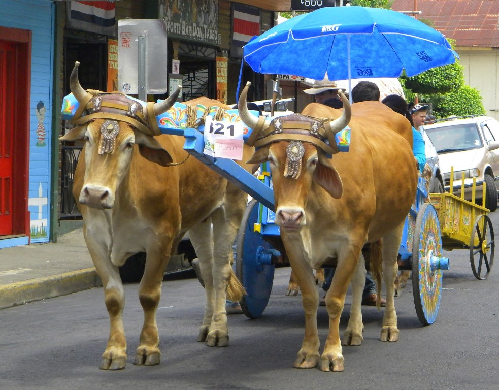 Atenas Oxcart Parade 2013, image by Shannon Farley