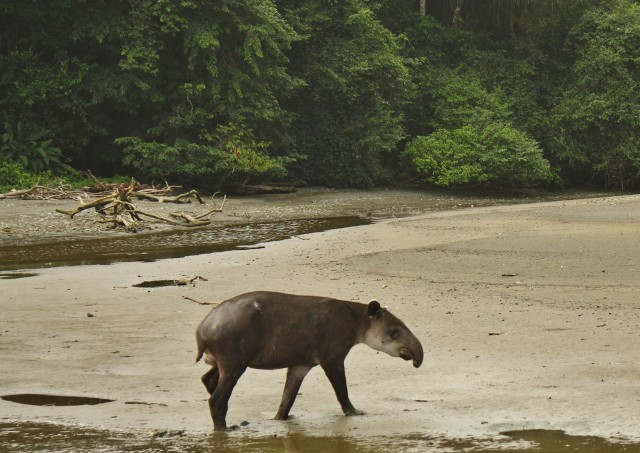 Costa Rica national park Corcovado