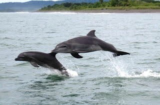 Dolphin mother and baby playing in Golfo Dulce