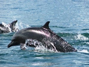 Dolphins at Nicuesa Lodge, Golfo Dulce