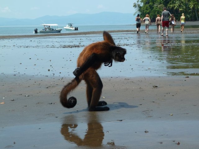 Playa Cana Blanca, Osa Wildlife Sanctuary, Costa Rica