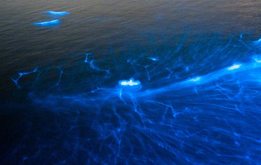 Bioluminescence in the ocean