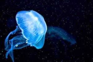 jellyfish blue glowing animals types bioluminescent light bioluminescence sky costa rica stars radio most redbubble liquid neely lauren spectacular biological