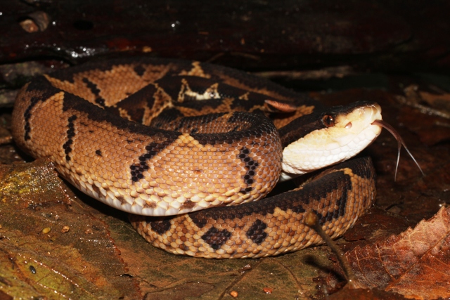 Bushmaster Adventures - Black-headed bushmaster snake