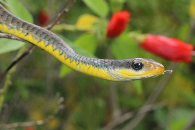 Bushmaster Adventures - Forest racer in Costa Rica