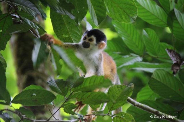 Bushmaster Adventures - Squirrel monkey in Costa Rica