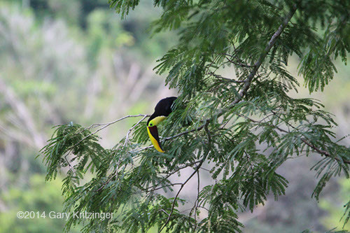 Bushmaster Adventures - Toucan in Costa Rica