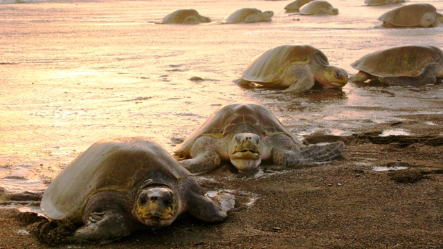 Olive Ridley turtles arrive in Ostional Costa Rica