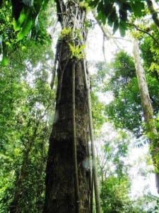 Trees - Espavel in Costa Rica