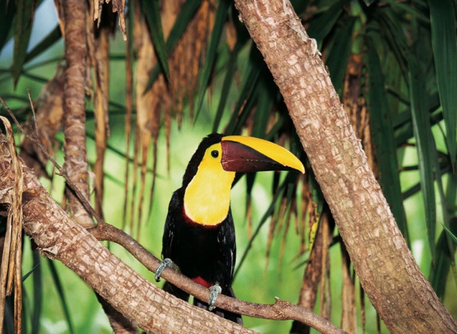 Live toucan in the wild at Playa Nicuesa Lodge in Costa Rica