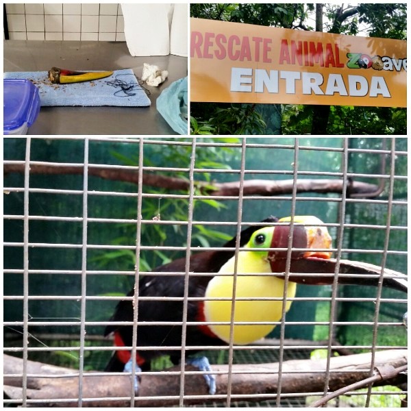 Found toucan bill and Grecia the toucan in Costa Rica
