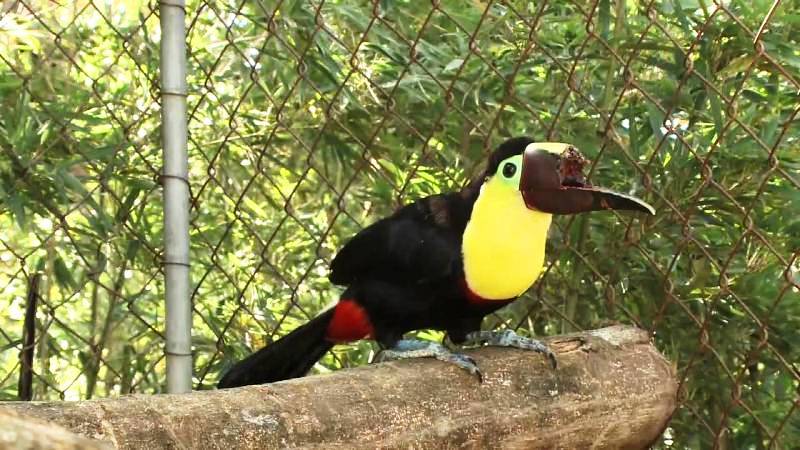 Grecia the toucan at Zoo Ave in Costa Rica