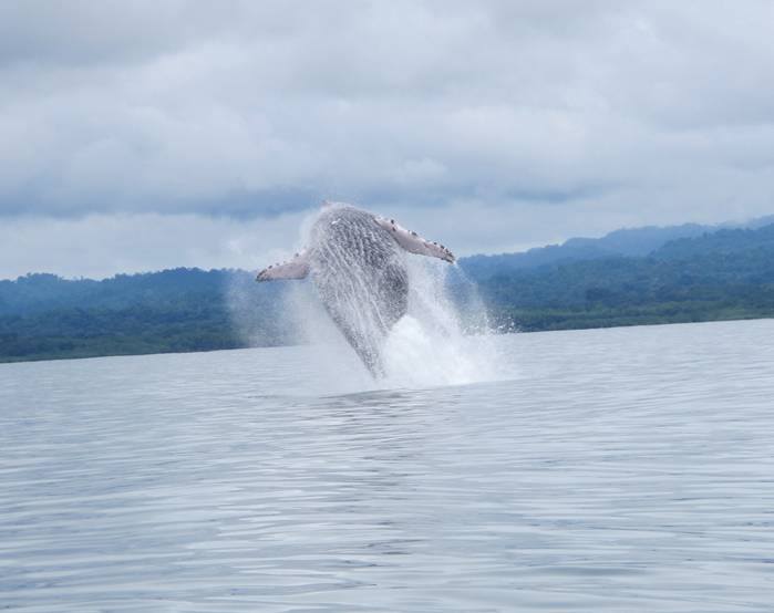 Humpback Whale breaching in Golfo Dulce