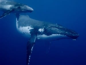 Humpback whale and baby