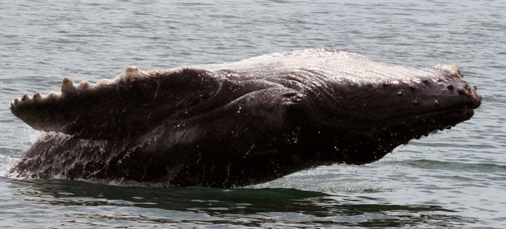 Humpback whale breaching in Golfo Dulce, photo by Lenin Oviedo