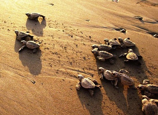 Olive Ridley sea turtle babies in Ostional Costa Rica