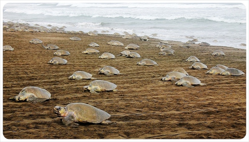 Olive Ridley turtles come to nest in Ostional Costa Rica