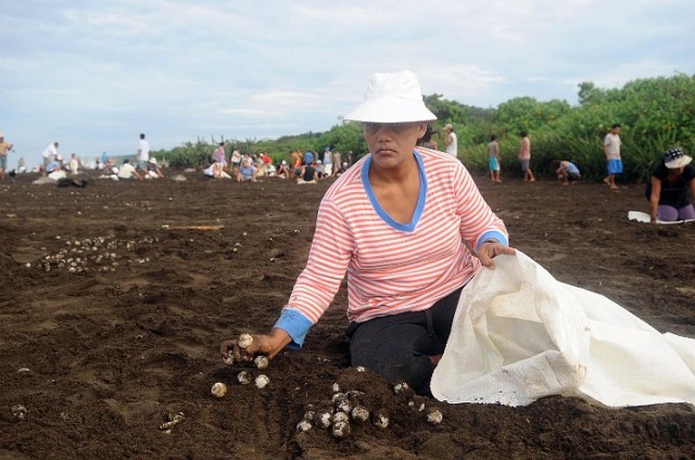 Ostional legal turtle egg harvesting in Costa Rica