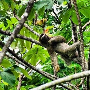 Sloth in tree at Portasol Living in Costa Rica
