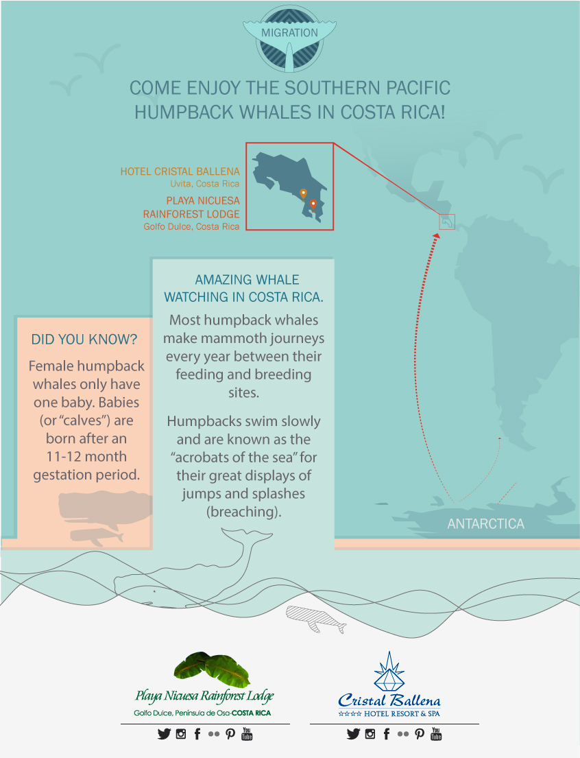 Come Enjoy the Southern Pacific Humpback Whales in Costa Rica!